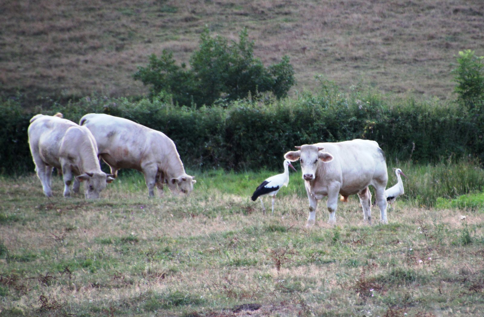 Cigognes et Boeufs Charolais